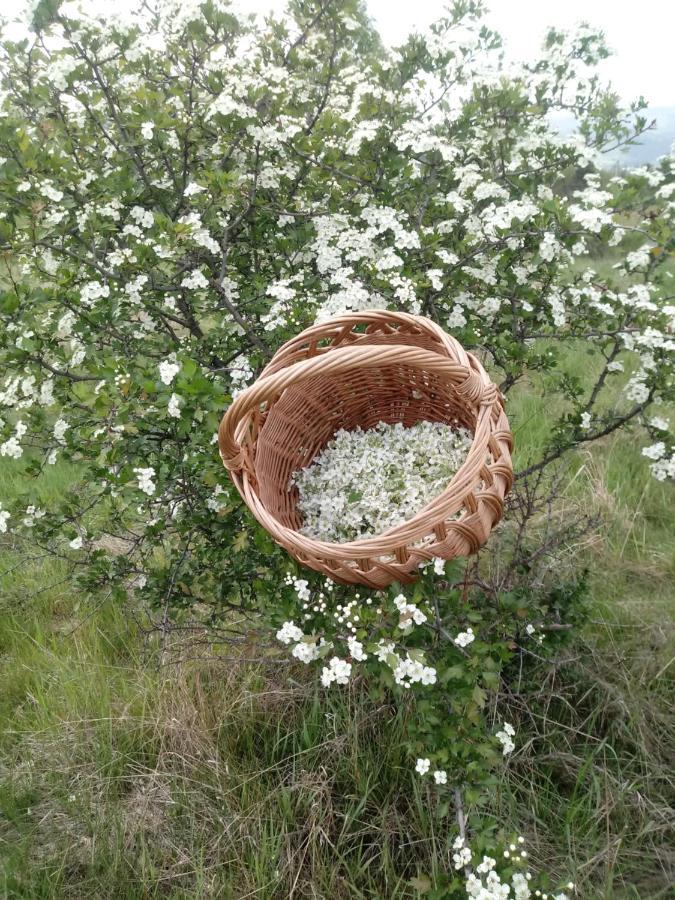 Pod Modrzewiami Διαμέρισμα Milówka Εξωτερικό φωτογραφία